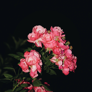 成人动漫在线观看
