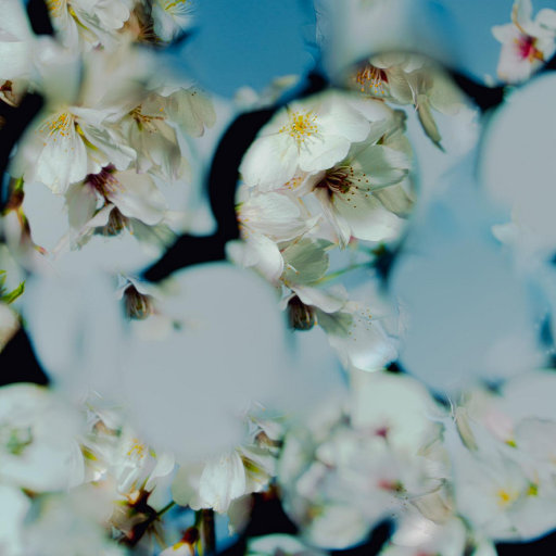 成人动漫在线观看
